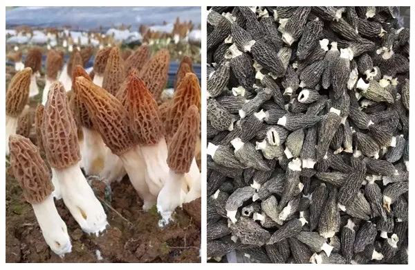 羊肚菌烘干 羊肚菌烘干