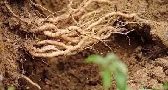 巴戟天烘干工藝 巴戟天烘干工藝