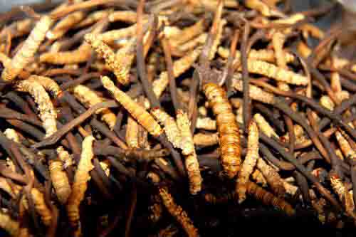 蟲草水洗后能烘干嗎?空氣能烘干機幫到你 蟲草水洗后能烘干嗎?空氣能烘干機幫到你