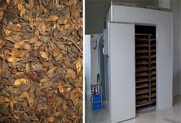 連翹熱泵烘干工藝揭秘，烘干廠家「工藝分享」