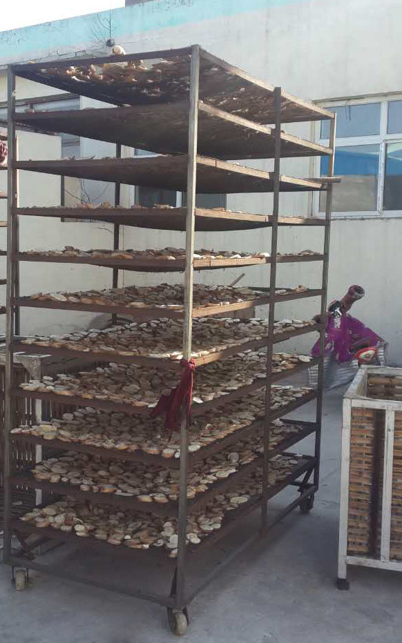 河北聯(lián)興佳圭公司項回、芽球玉蘭烘干項目