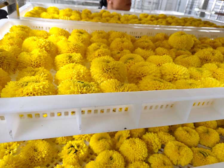 正旭空氣能熱泵烘干機(jī)菊花茶烘干機(jī)金絲皇菊茶熱泵烘干機(jī)項(xiàng)目案例實(shí)拍圖片 正旭空氣能熱泵烘干機(jī)菊花茶烘干機(jī)金絲皇菊茶熱泵烘干機(jī)項(xiàng)目案例實(shí)拍圖片